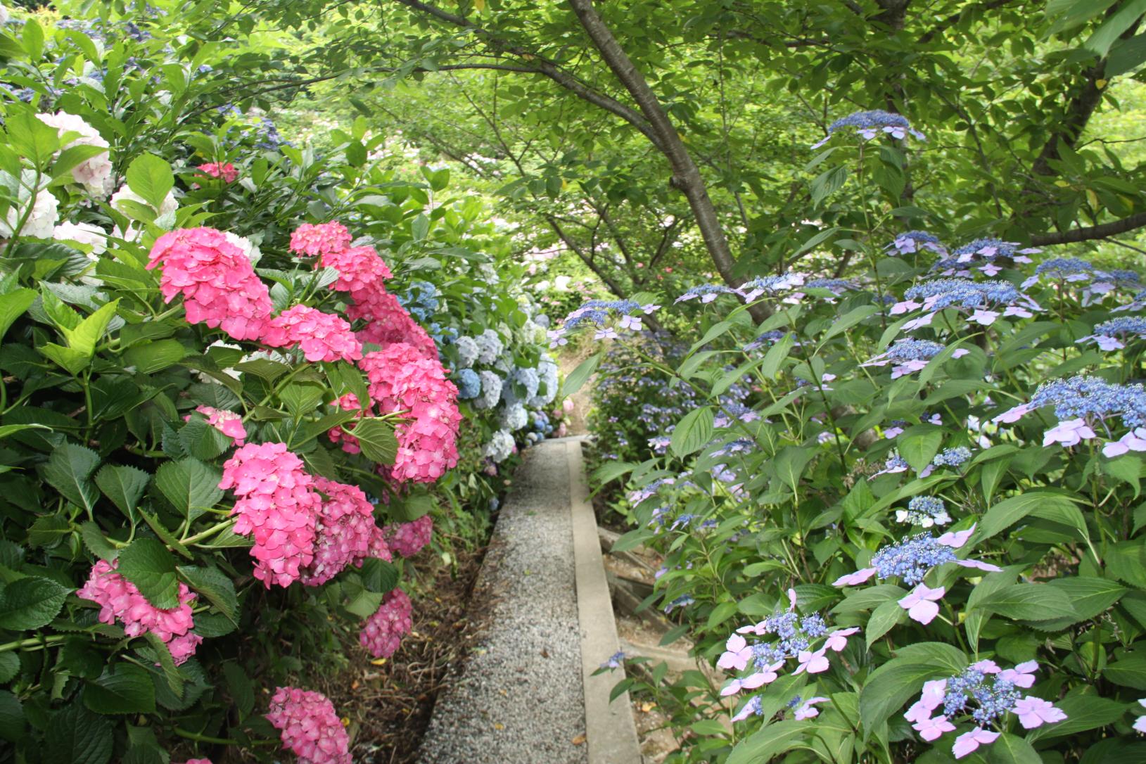 金山繡球花園-7