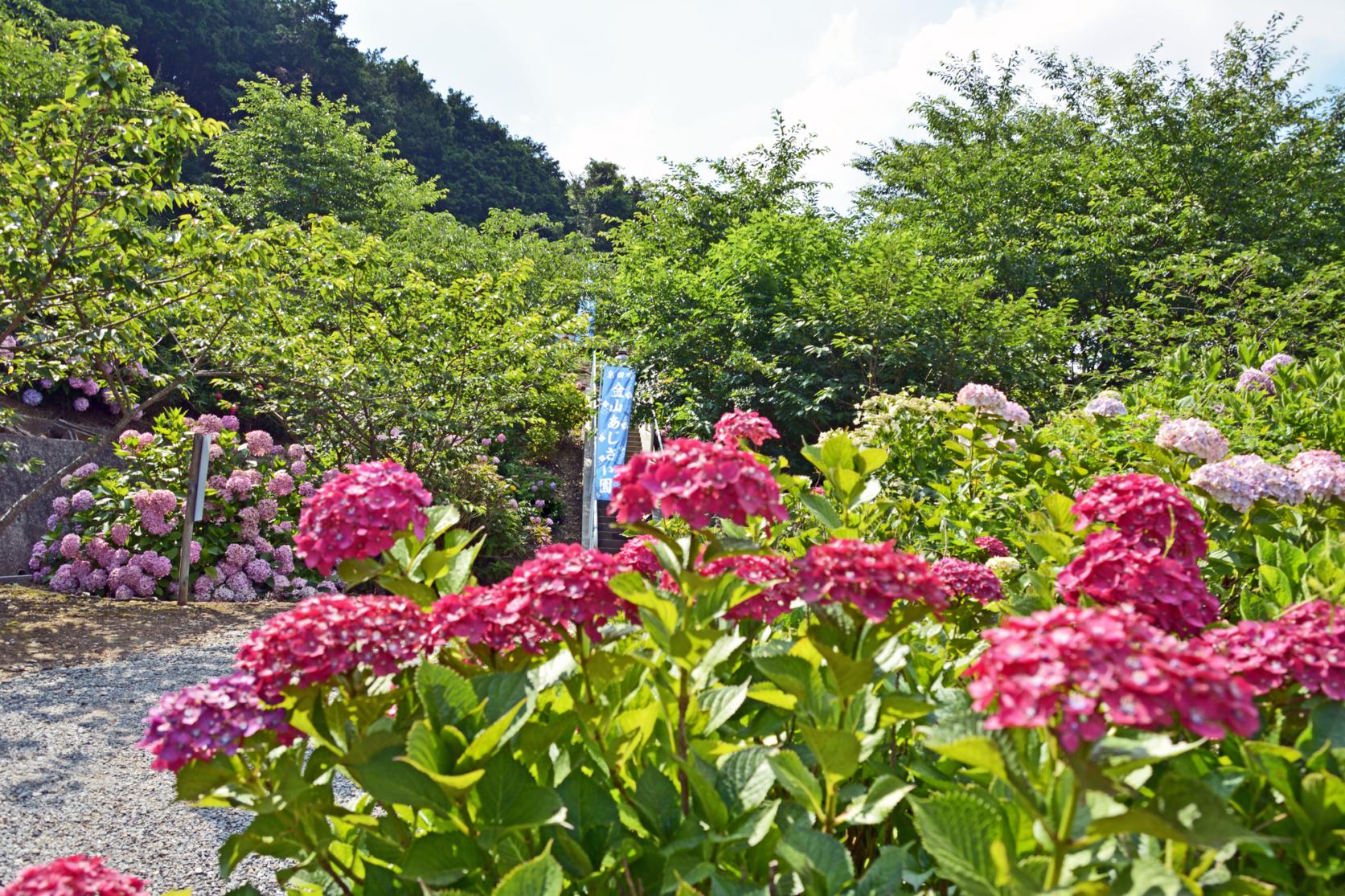 金山アジサイ園-1