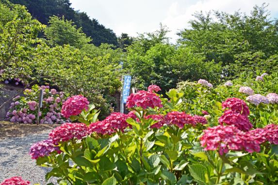 金山アジサイ園-0