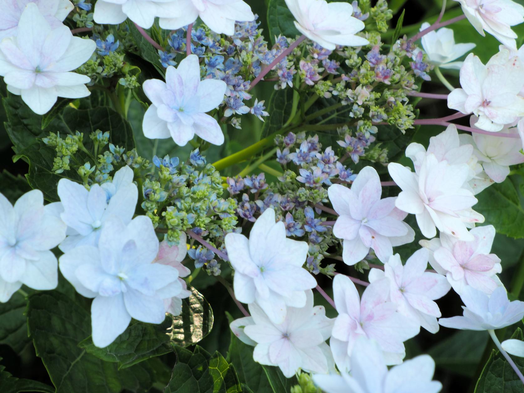 Kanayama Hydrangea Garden-5