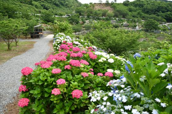 金山繡球花園-9