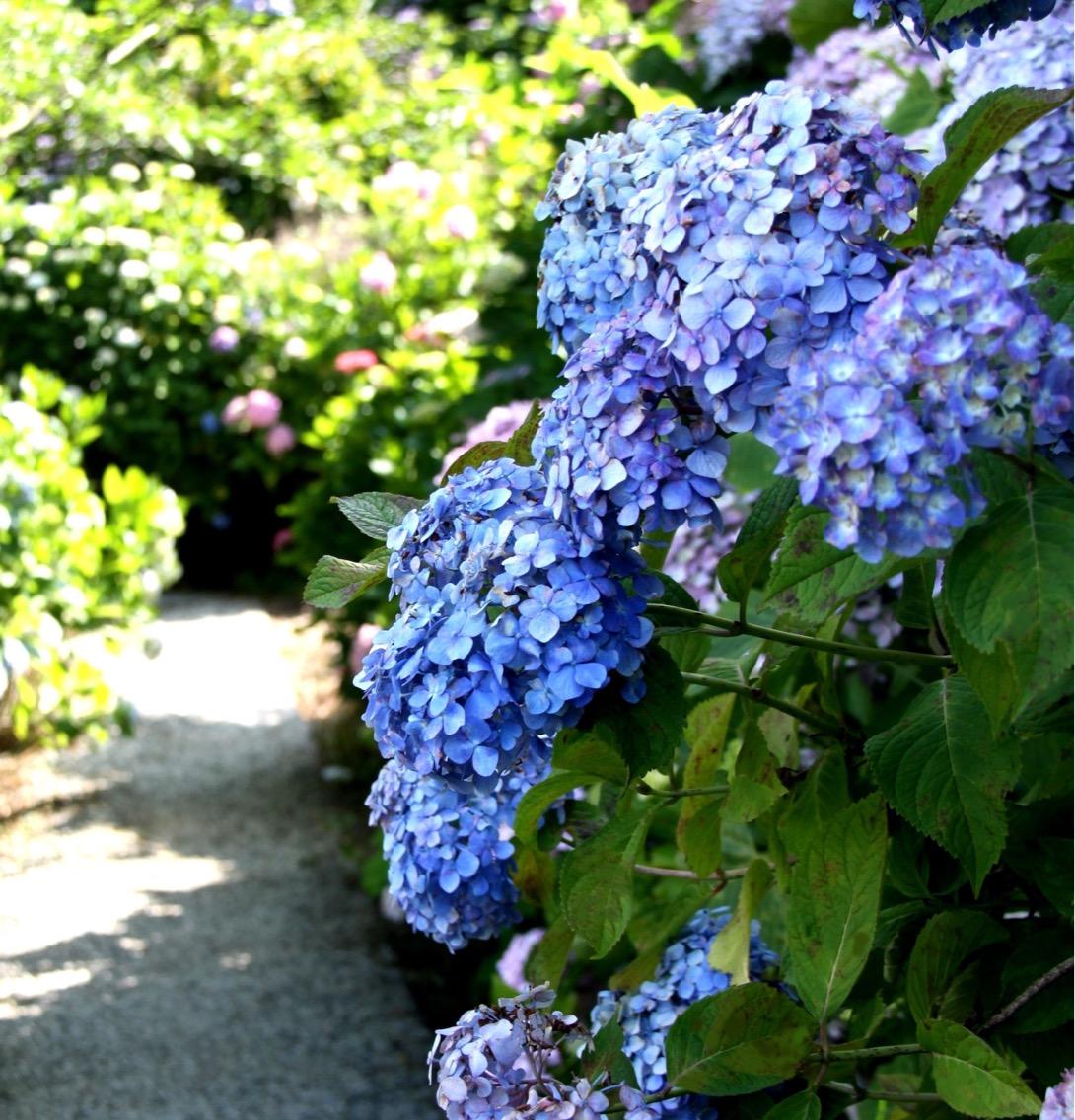 金山繡球花園-8