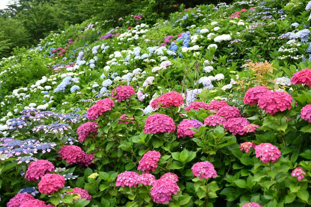 Kanayama Hydrangea Garden-3