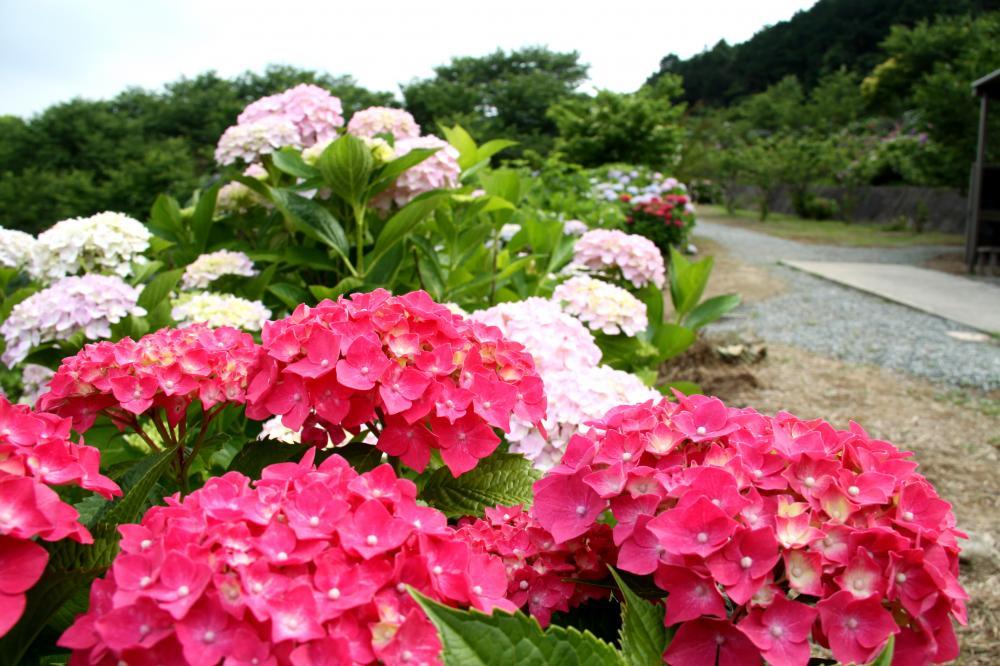 Kanayama Hydrangea Garden-6