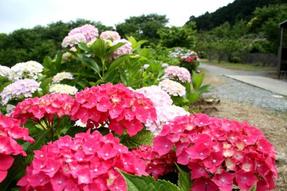 金山繡球花園-6