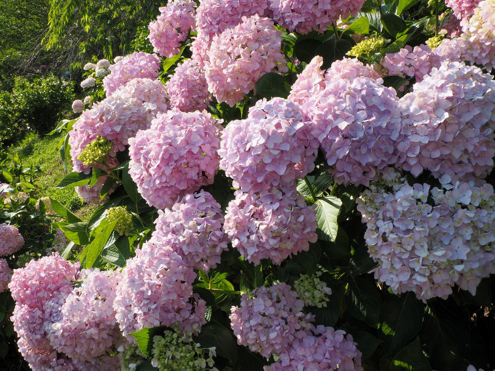 金山繡球花園-1