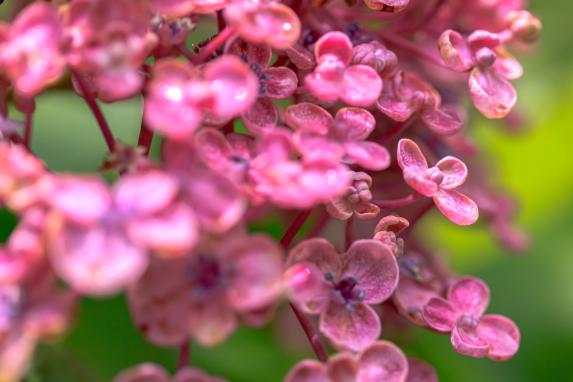 Kanayama Hydrangea Garden-4