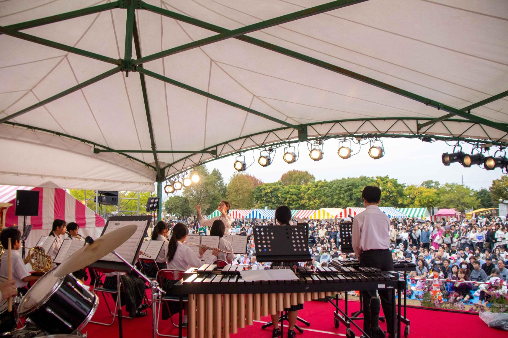 水巻町コスモスまつり-2