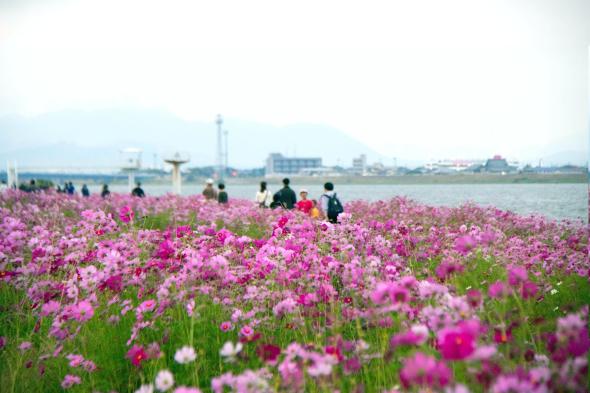 水巻町コスモスまつり-0