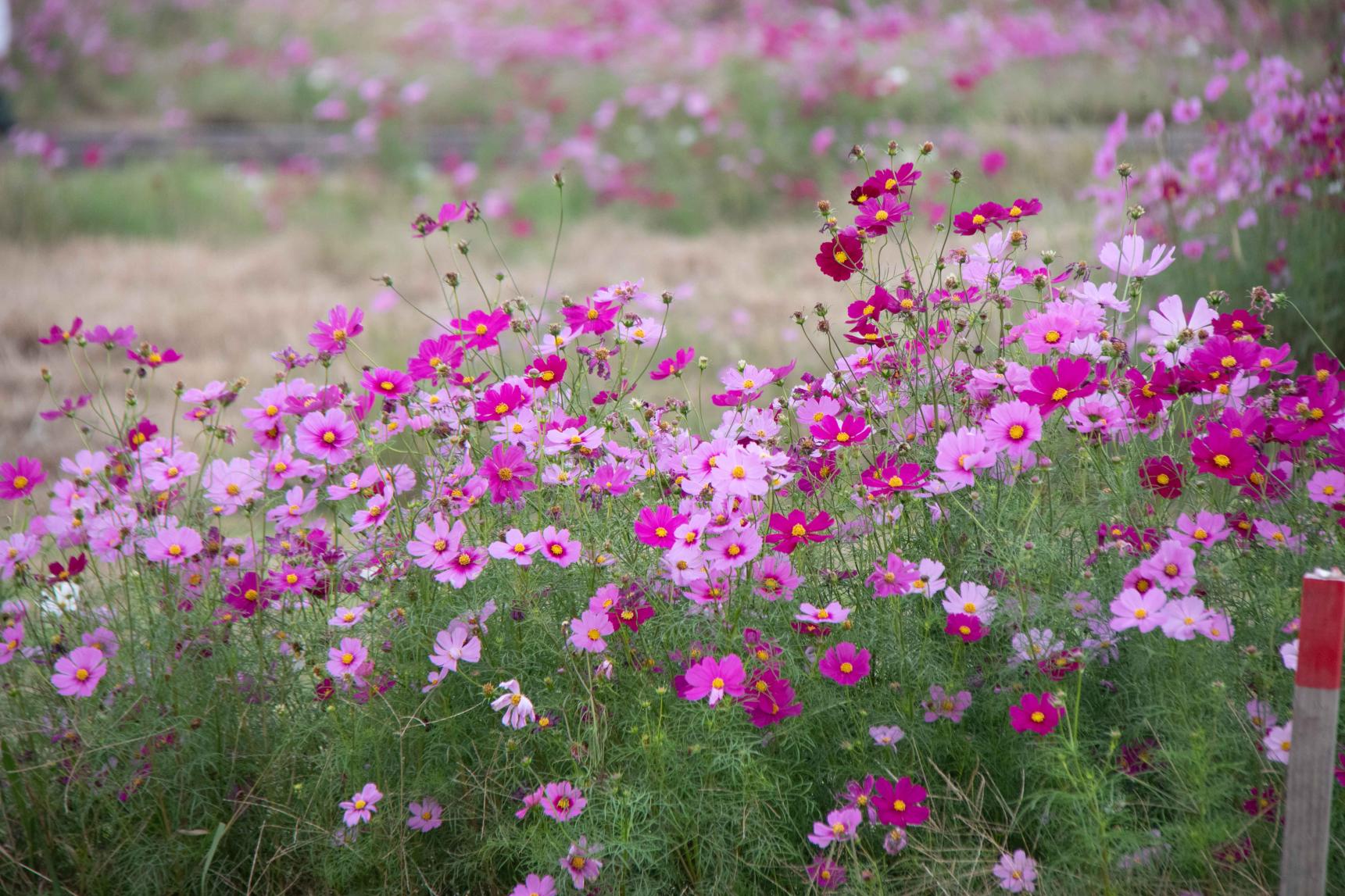 水巻町コスモスまつり-6