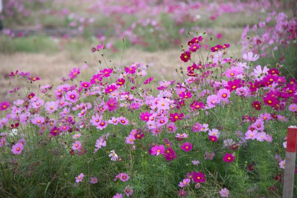 水巻町コスモスまつり-6