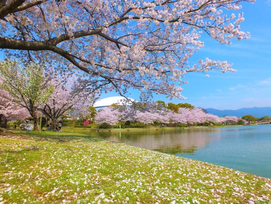 Kayoicho Park-0