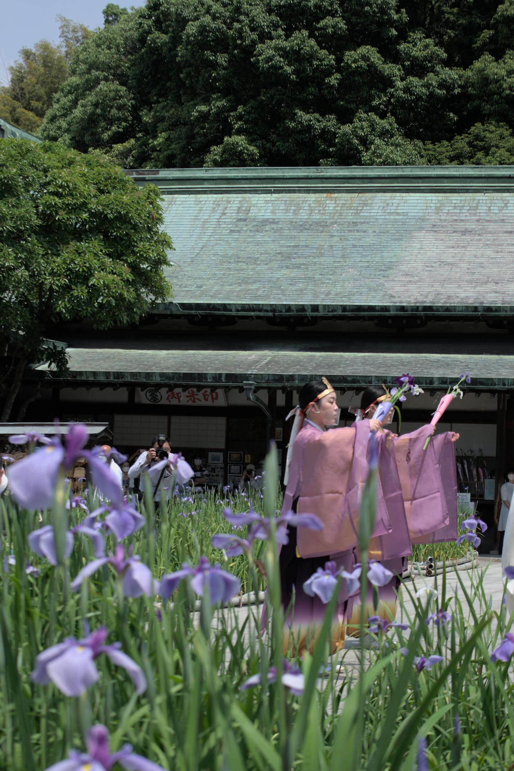 江戸菖蒲初刈り神事（宮地嶽神社）-2