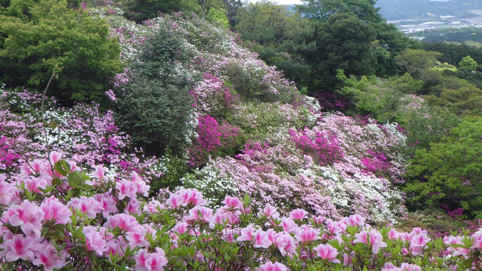 商工つつじまつり in 須恵-2