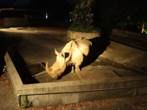 夜の動植物園-1