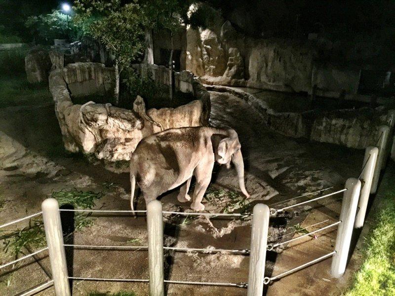 夜の動植物園-0