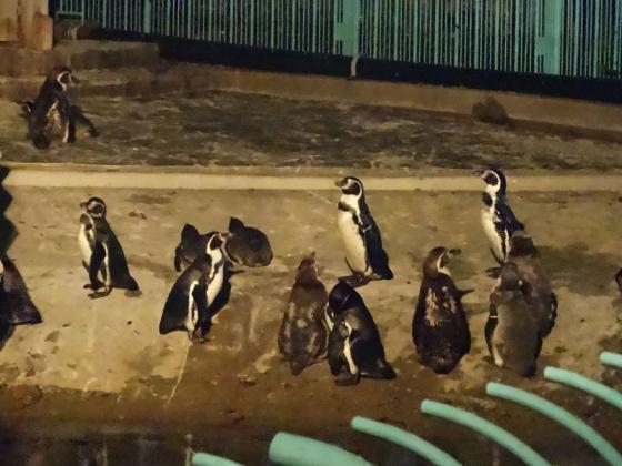 夜の動植物園-2