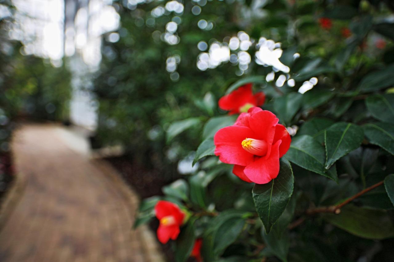 Kurume City International Camellia Garden