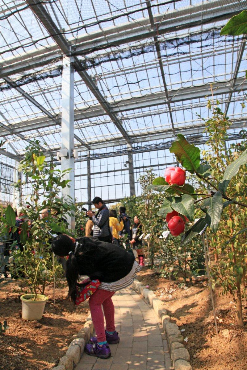 Kurume City International Camellia Garden