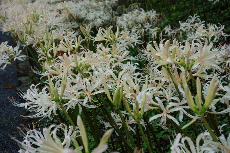 정광사의 흰 꽃무릇(석산)-1