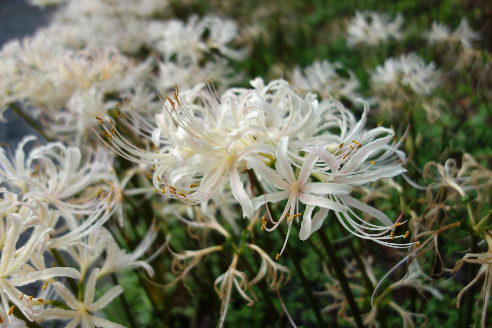 White Cluster Amaryllis flowers-3