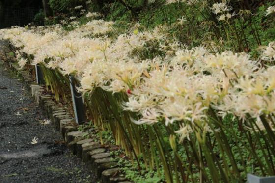 White Cluster Amaryllis flowers-0