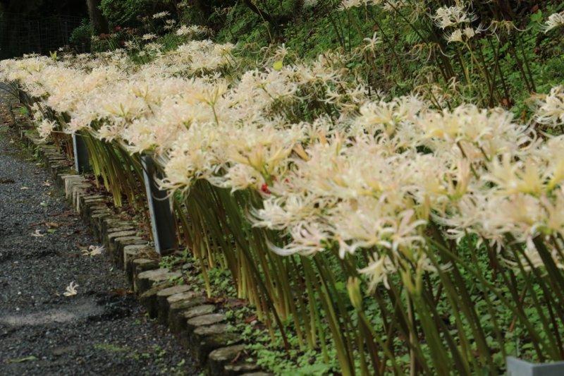 正光寺の白い彼岸花