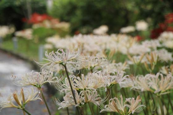 White Cluster Amaryllis flowers-2