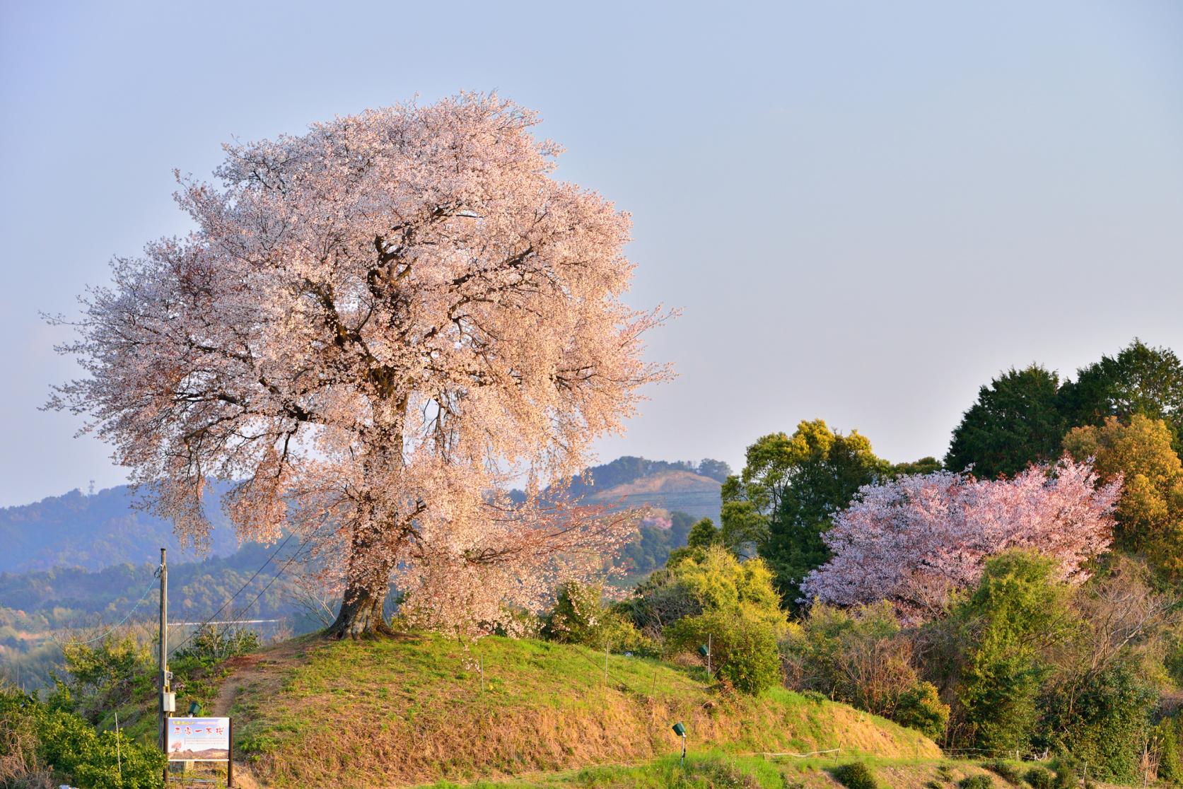 天保古山の平家一本桜-1