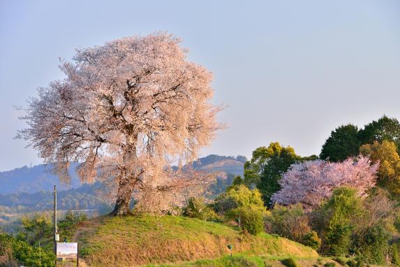 텐보코 산의 헤이케 한 그루 벚꽃-1