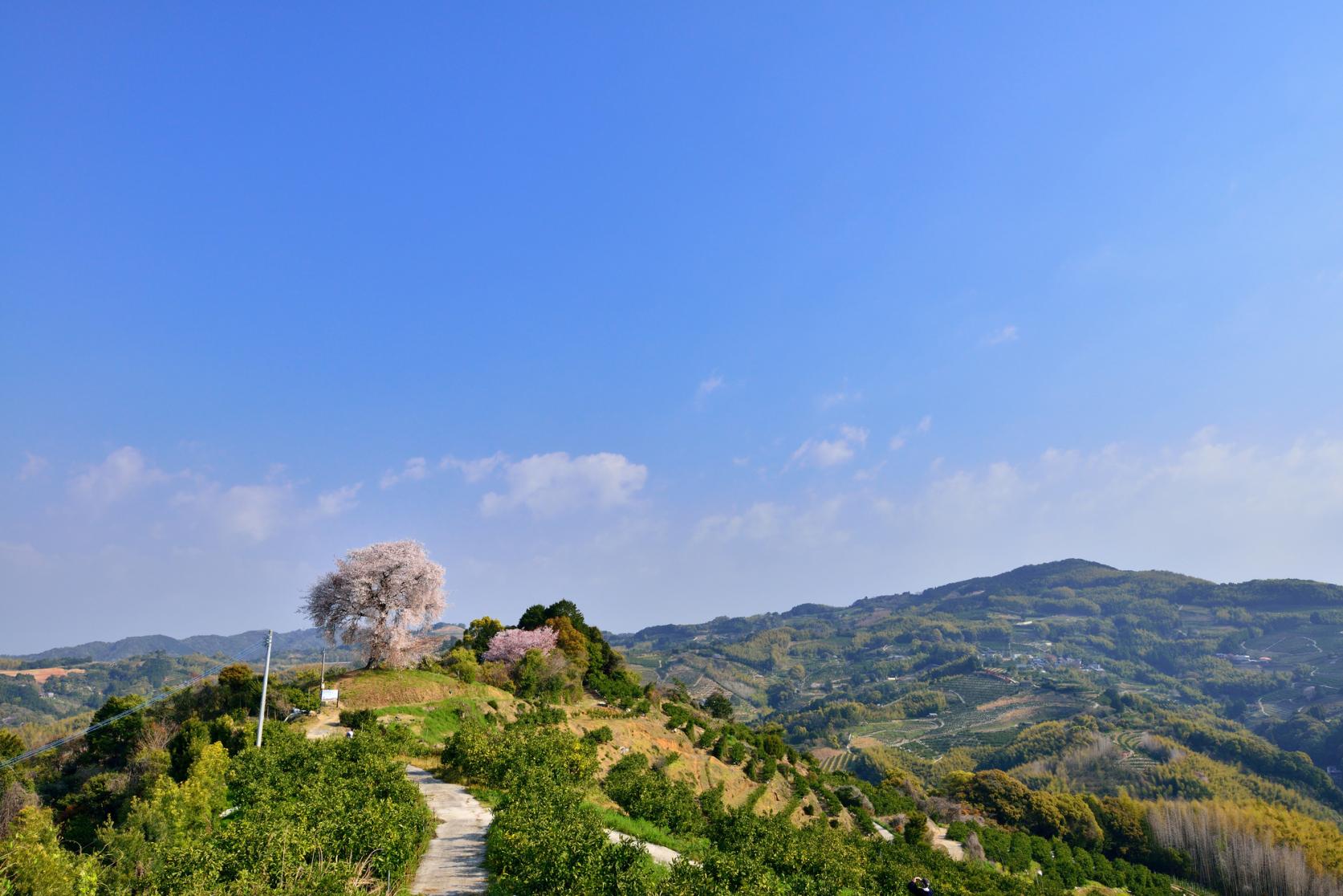 天保古山の平家一本桜-5