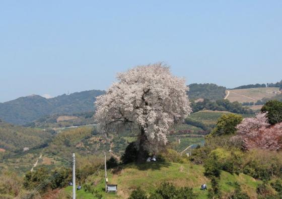 Heike Ipponzakura (single cherry tree) at Tenpokoyama-7