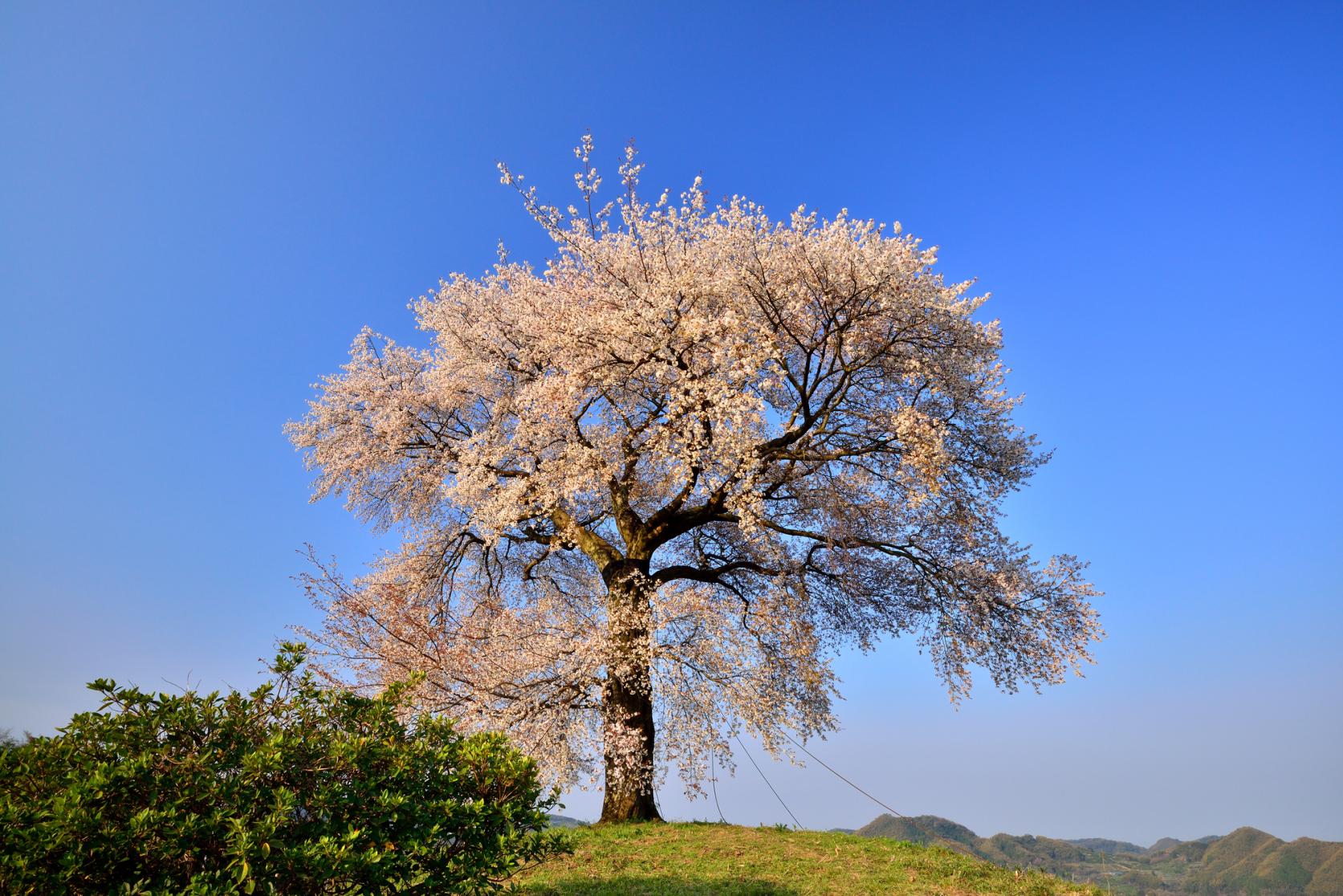 Heike Ipponzakura (single cherry tree) at Tenpokoyama-4