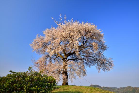 텐보코 산의 헤이케 한 그루 벚꽃-4