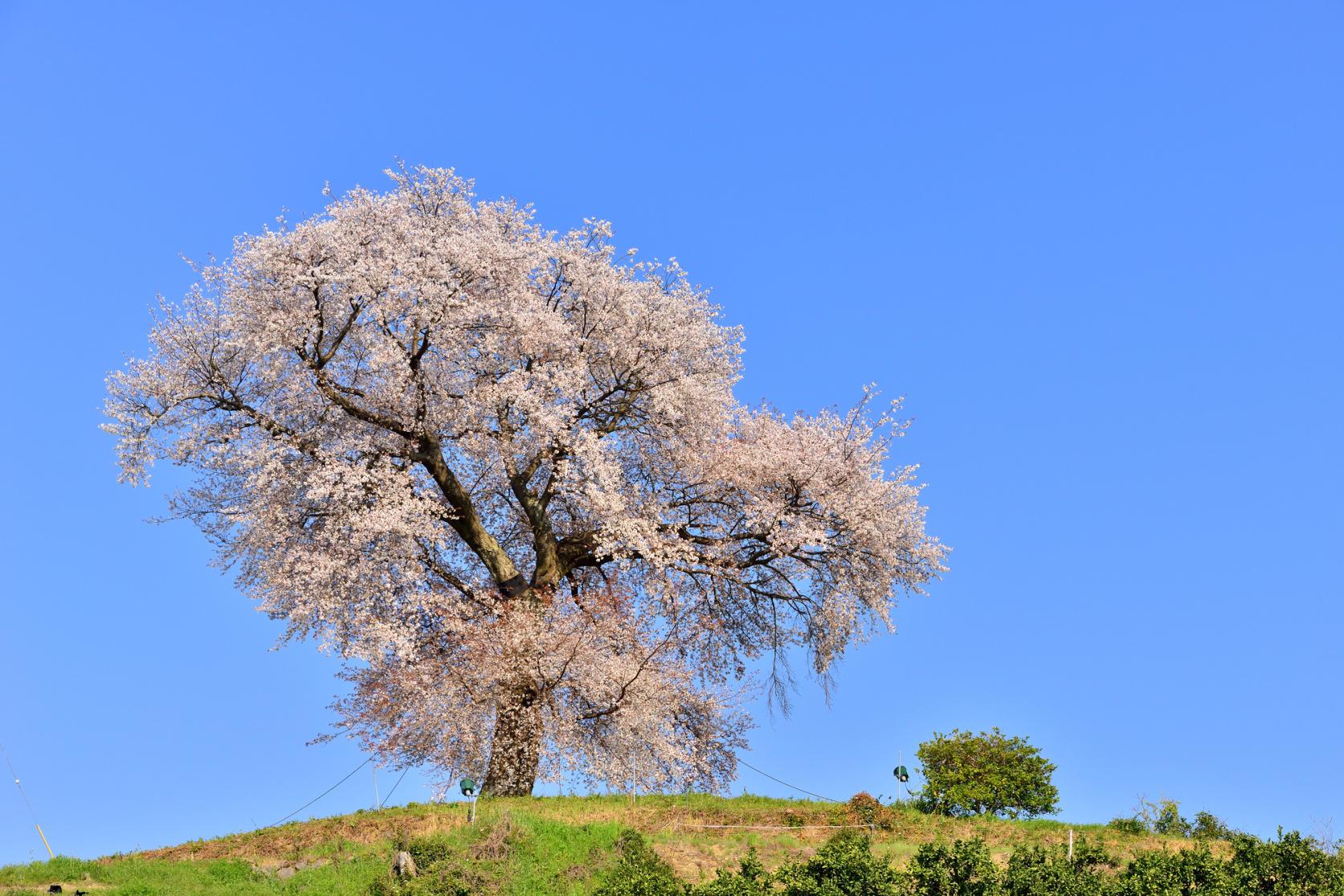 Heike Ipponzakura (single cherry tree) at Tenpokoyama-8