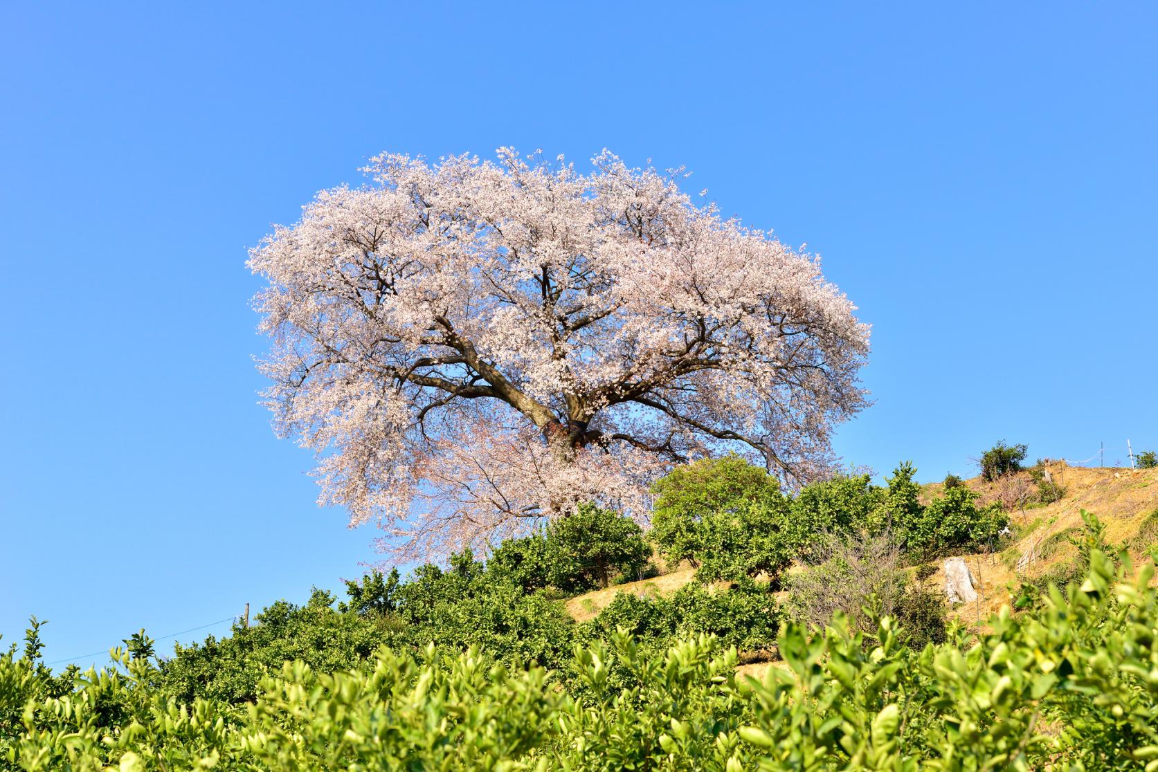 Heike Ipponzakura (single cherry tree) at Tenpokoyama-3