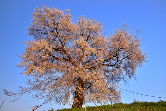 텐보코 산의 헤이케 한 그루 벚꽃-6