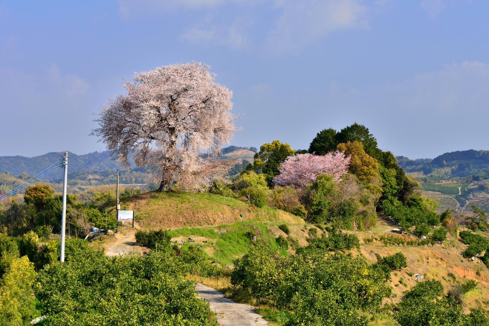 Heike Ipponzakura (single cherry tree) at Tenpokoyama