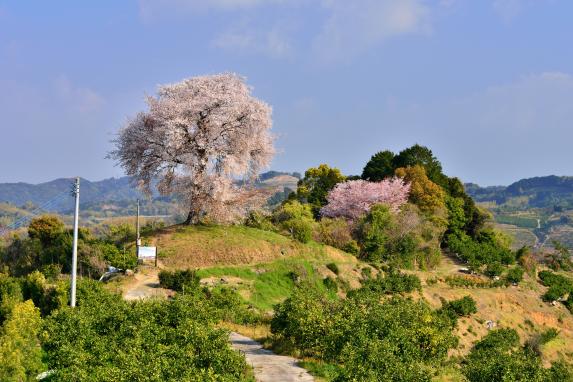 Heike Ipponzakura (single cherry tree) at Tenpokoyama-0