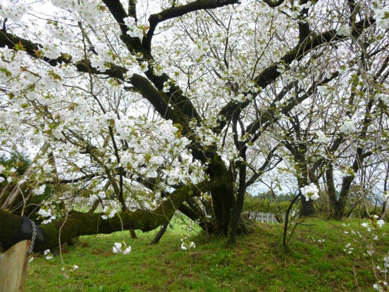 遊女の化身　結麗桜