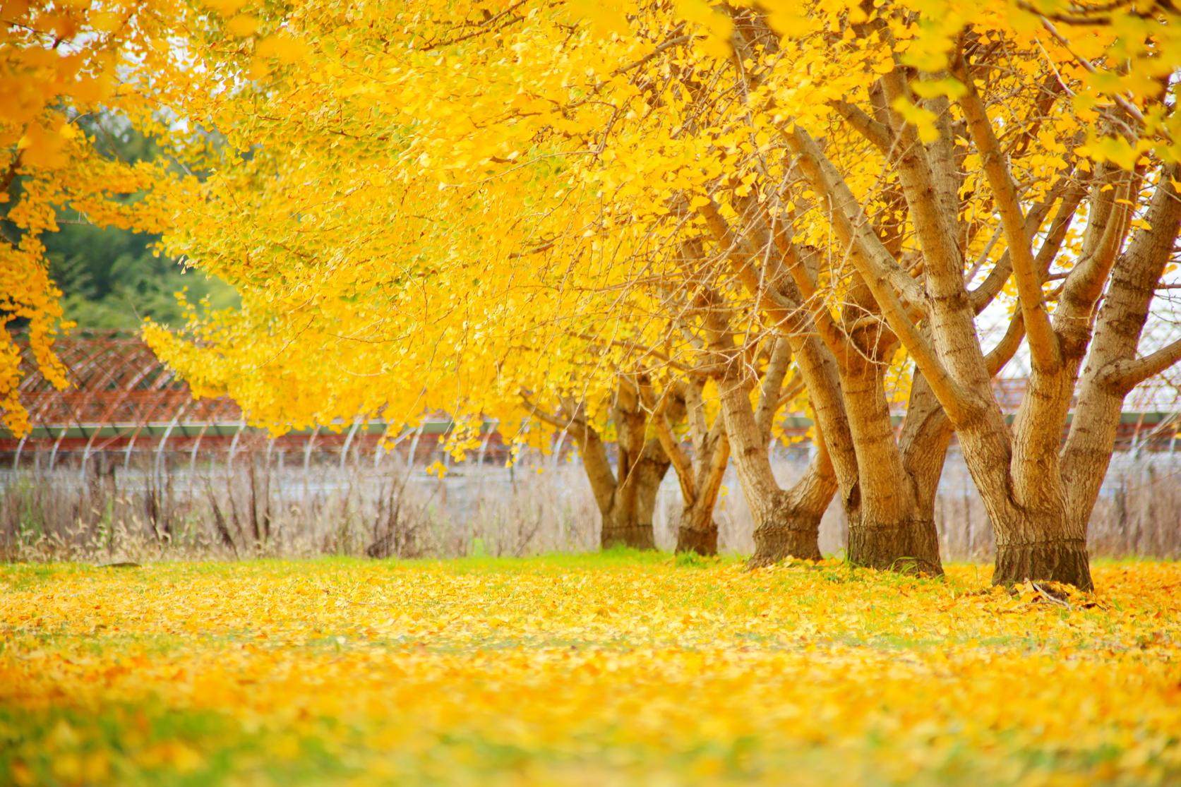 Gingkos at Taibaru district-5