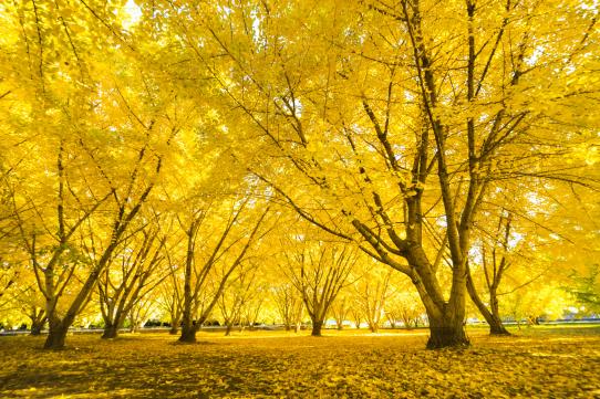 Taibaru Gingko Trees-0
