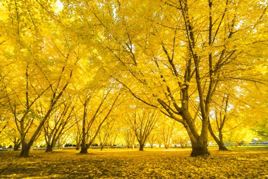 Gingkos at Taibaru district-0