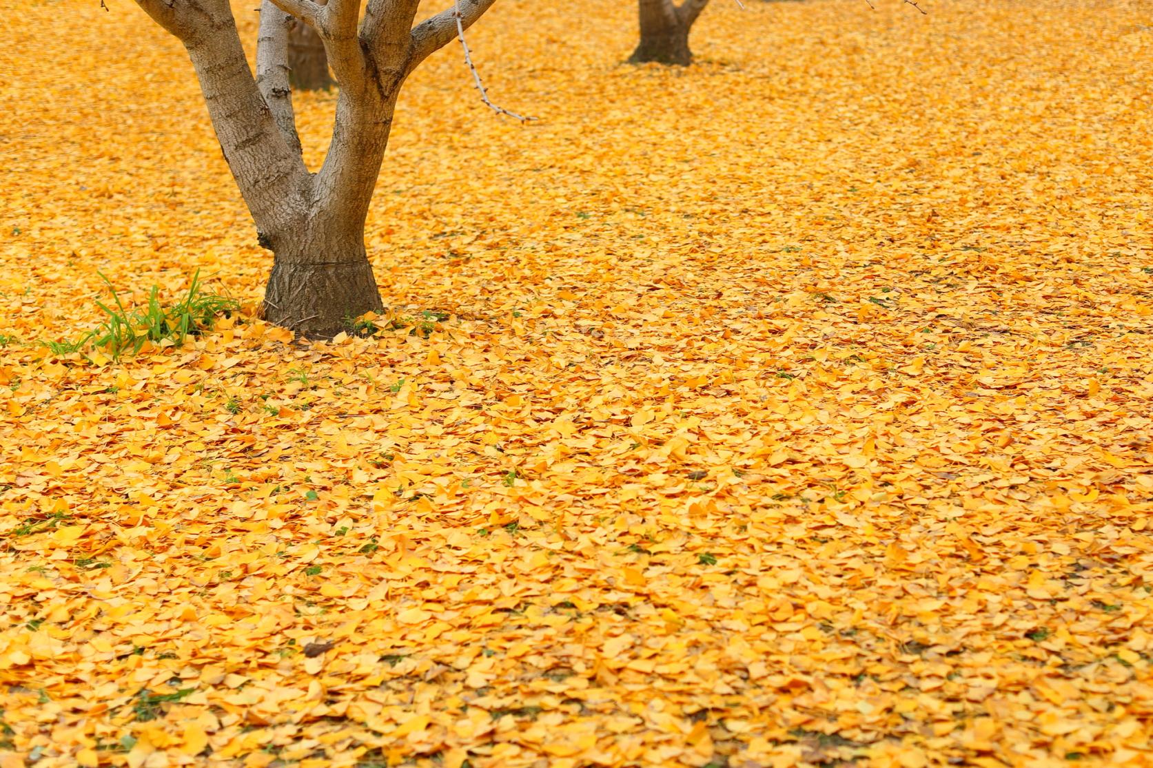 Taibaru Gingko Trees-4