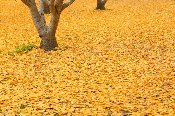 Taibaru Gingko Trees-4