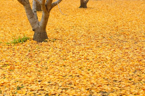 Gingkos at Taibaru district-4