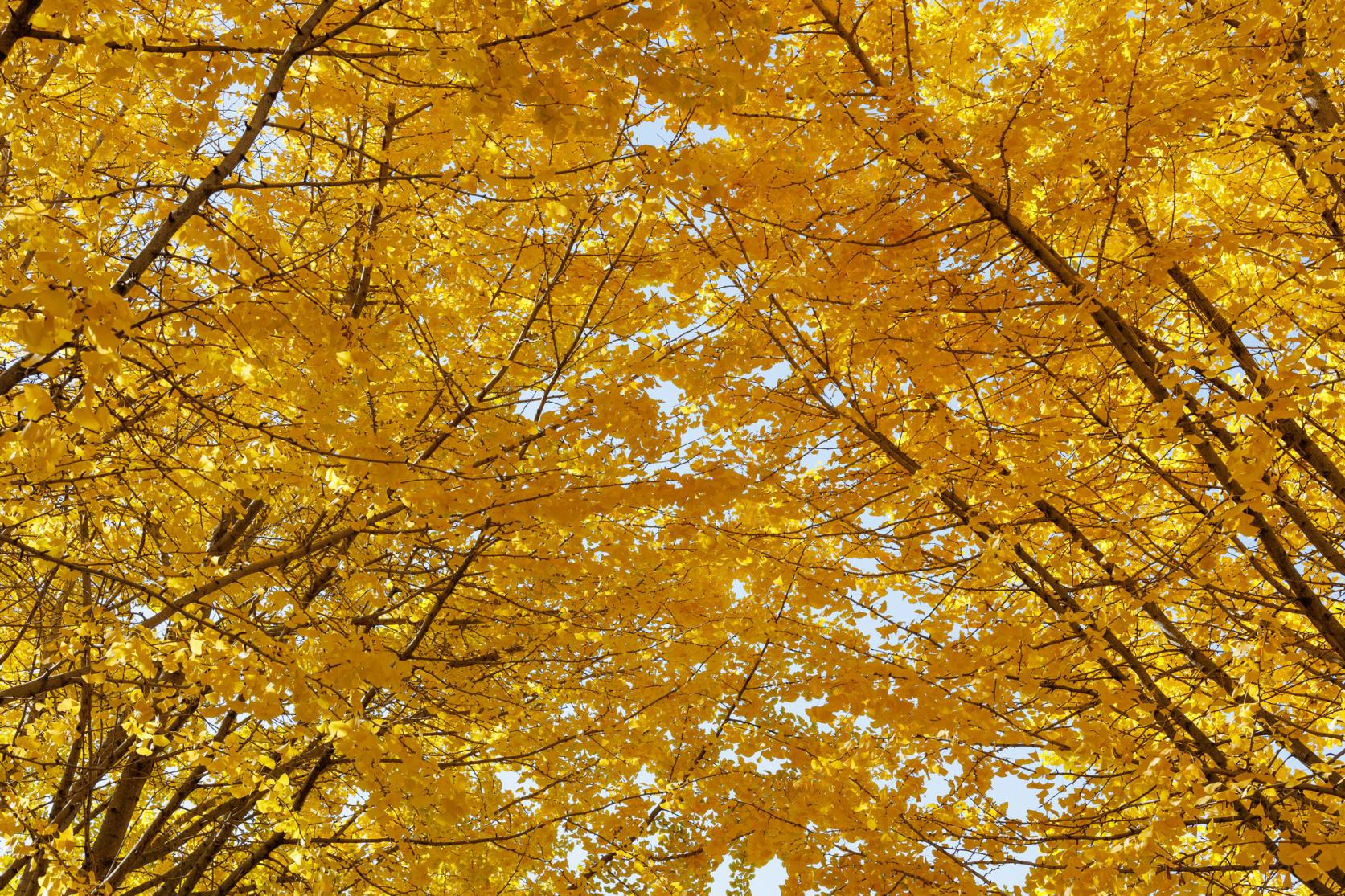 Taibaru Gingko Trees-8