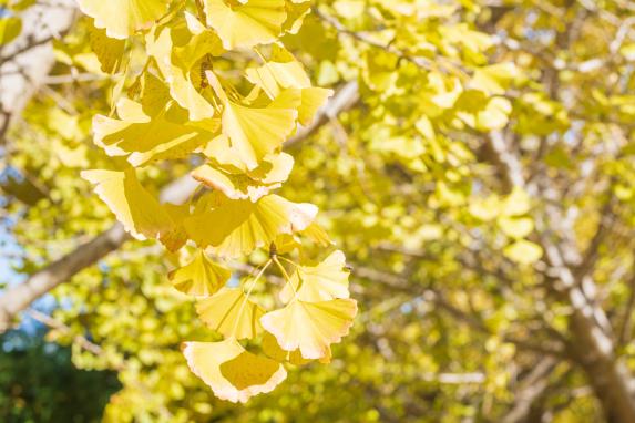 Gingkos at Taibaru district-7