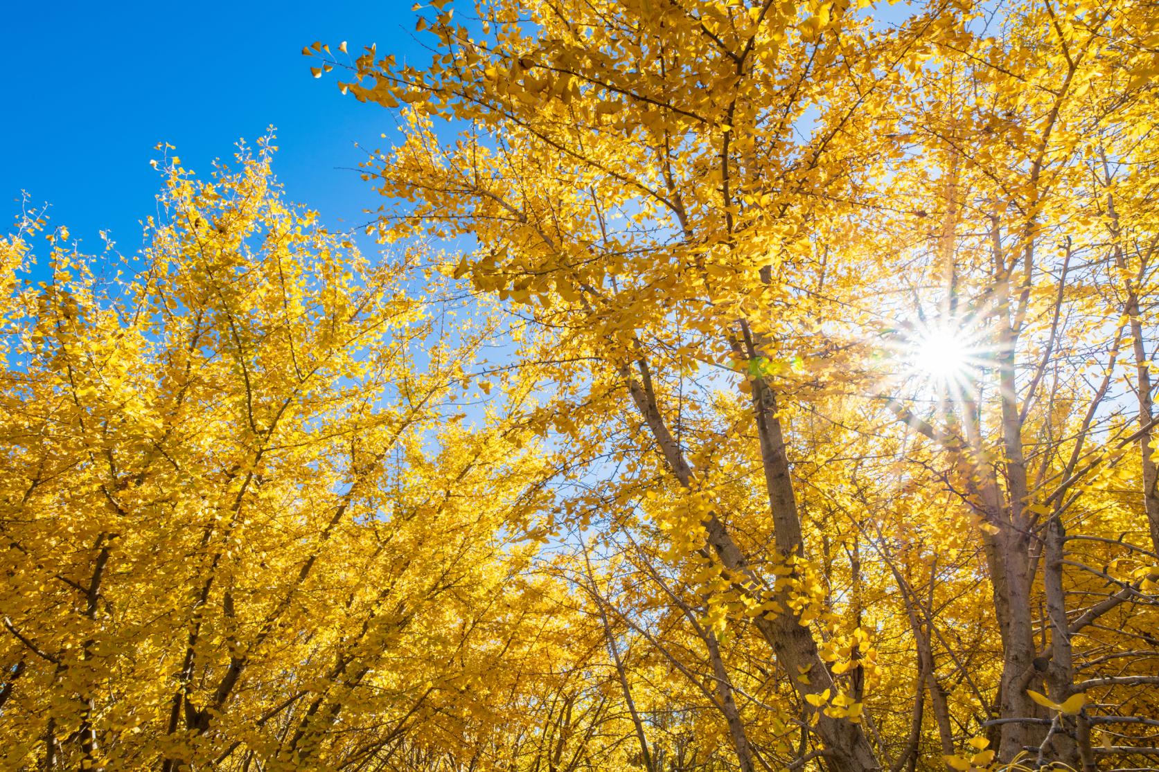 Taibaru Gingko Trees-2