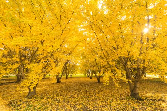 Taibaru Gingko Trees-1
